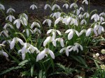 Galanthus ‘Straffan’ Cresson&nbsp;garden