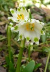 Leucojum vernum Cresson&nbsp;garden