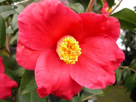 Camellia x 'Spring's Promise'