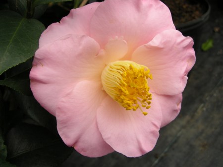 Camellia x 'April Blush'