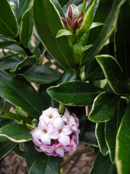 Daphne odora 'Aureomarginata' at Carolyn's Shade Gardens