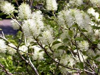 Fothergilla gardenii photo Missouri Botanical Garden