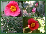 Camellia japonica Cresson&nbsp;garden