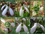 Seminar Snowdrops Cresson&nbsp;garden
