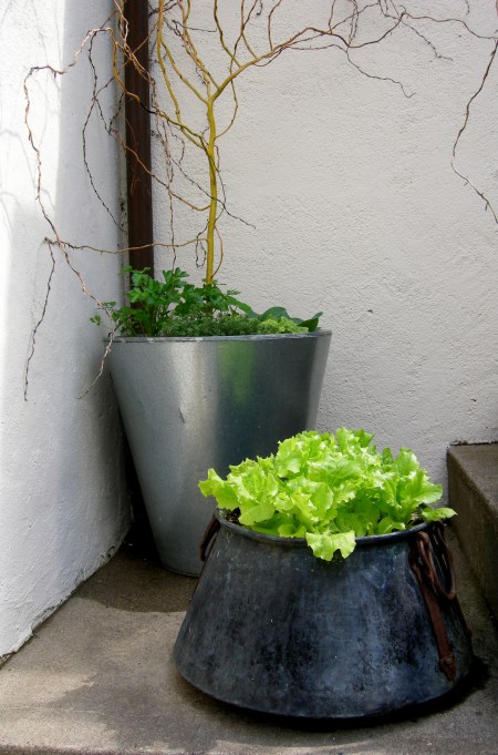 Containers in Teacup Garden Chanticleer