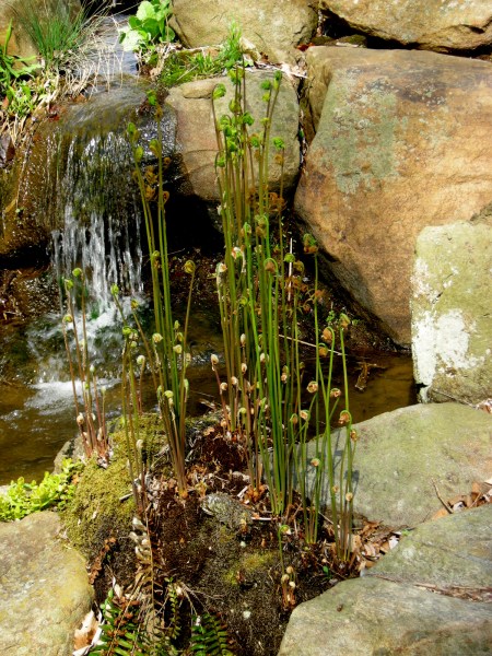 Osmunda regalis Chanticleer