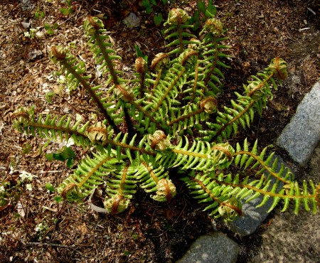 Dryopteris crassirhizoma Chanticleer