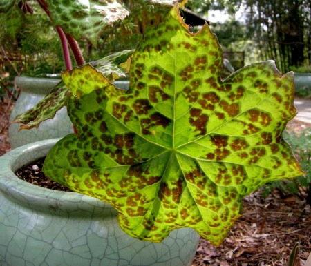Podophyllum 'Spotty Dotty' Chanticleer