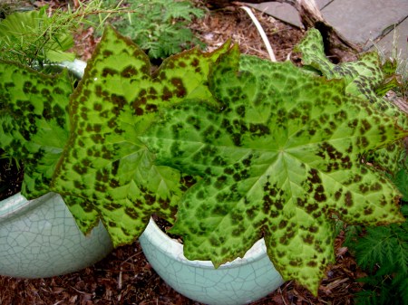 Podophyllum 'Spotty Dotty' Chanticleer
