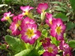 Primula x polyantha ‘Cherry Pinwheels’ at Carolyn’s Shade&nbsp;Gardens