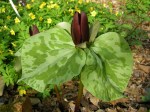 Trillium cuneatum at Carolyn’s Shade&nbsp;Gardens