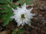Anemone nemorosa ‘Blue Eyes’ at Carolyn’s Shade&nbsp;Gardens