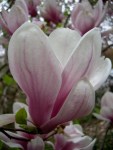Magnolia x soulangiana at Carolyn’s Shade&nbsp;Gardens