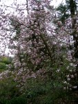 Magnolia x soulangiana at Carolyn’s Shade&nbsp;Gardens