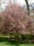 Malus species at Carolyn’s Shade&nbsp;Gardens