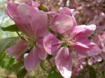 Malus species at Carolyn’s Shade&nbsp;Gardens