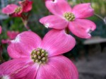 Cornus florida ‘Cherokee Brave’ at Carolyn’s Shade&nbsp;Gardens