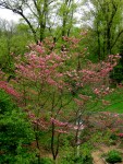 Cornus florida ‘Cherokee Brave’ at Carolyn’s Shade&nbsp;Gardens