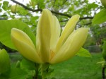 Magnolia acuminata ‘Yellow Bird’ at Carolyn’s Shade&nbsp;Gardens