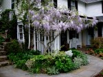 Wisteria sinensis at Carolyn’s Shade&nbsp;Gardens