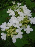 Viburnum plicatum var. tomentosum at Carolyn’s Shade&nbsp;Gardens
