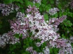 Syringa meyeri ‘Palibin’ at Carolyn’s Shade&nbsp;Gardens