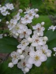 Craetagus viridis ‘Winter King’ at Carolyn’s Shade&nbsp;Gardens