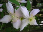 Clematis montana var. rubens at Carolyn’s Shade&nbsp;Gardens