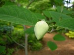 Magnolia sieboldii at Carolyn’s Shade&nbsp;Gardens