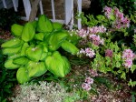 Weigela florida ‘Variegata’ and ‘My Monet’ with Hosta ‘Stained Glass’ at Carolyn’s Shade&nbsp;Gardens