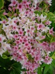 Weigela florida ‘Variegata’ at Carolyn’s Shade&nbsp;Gardens