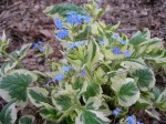 Brunnera macrophylla ‘Dawson’s White’ at Carolyn’s Shade&nbsp;Gardens