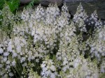 Tiarella cordifolia ‘Brandywine’ at Carolyn’s Shade&nbsp;Gardens