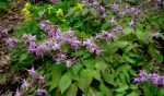 Epimedium grandiflorum ‘Lilafee’ at Carolyn’s Shade&nbsp;Gardens