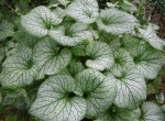 Brunnera macrophylla ‘Jack Frost’ at Carolyn’s Shade&nbsp;Gardens