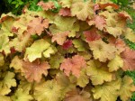 Heuchera villosa ‘Caramel’