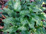 Arum italicum