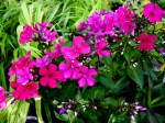 Phlox paniculata ‘Starfire’