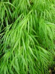 Hakonechloa macra ‘Aureola’