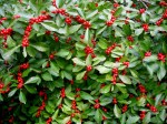 Ilex verticillata ‘Red&nbsp;Sprite’