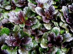 Ajuga reptans ‘Black&nbsp;Scallop’