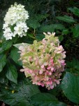 Hydrangea paniculata ‘Limelight’