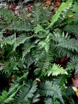 Polystichum polyblepharum