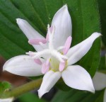 Tricyrtis latifolia ‘White&nbsp;Towers’