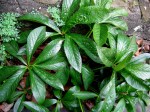 Helleborus x hybridus
