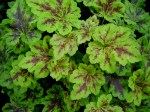 x Heucherella ‘Solar&nbsp;Power’