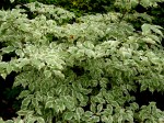 Cornus kousa ‘Wolf&nbsp;Eyes’