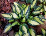Hosta ‘Remember Me’