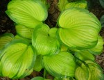 Hosta ‘Stained Glass’