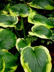 Hosta ‘Frances Williams’